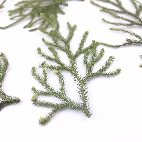 植物标本植物标本树叶