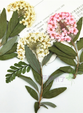 带枝小水仙真花干花押花儿童手工书签滴胶手机壳植物标本花事未了