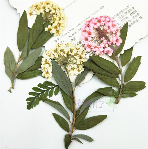 带枝水仙真花儿童手工书签