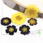 报春花 滴胶手机壳物标本花事未了 真花干花押花香薰蜡片腊片蜡烛