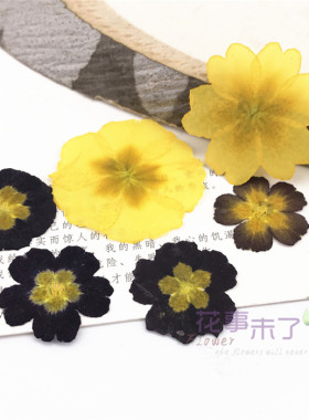 报春花 真花干花押花香薰蜡片腊片蜡烛 滴胶手机壳物标本花事未了