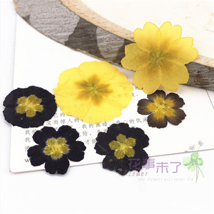 报春花 真花干花押花香薰蜡片腊片蜡烛 滴胶手机壳物标本花事未了