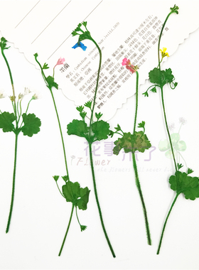 点地梅带枝压花干花押花儿童手工活动书签材料滴胶手机壳植物标本