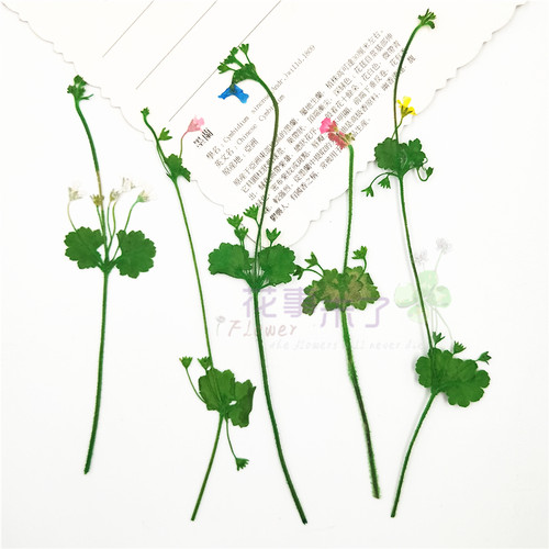 植物标本植物标本树叶