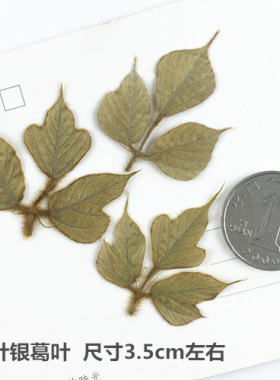 银葛叶 押花压花干花天然干花手机壳植物教学标本花事未了12朵装