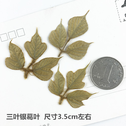 银葛叶押花压花植物银葛叶