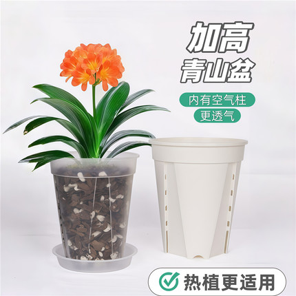 加高控根青山盆空气柱透明透气塑料蝴蝶兰科专用花盆热植兰科专用