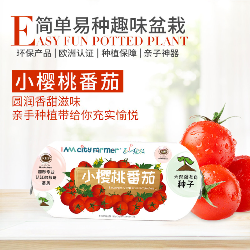 IAM园艺 番茄种子盆栽阳台蔬菜幼儿园作业 DIY儿童种植小盆栽