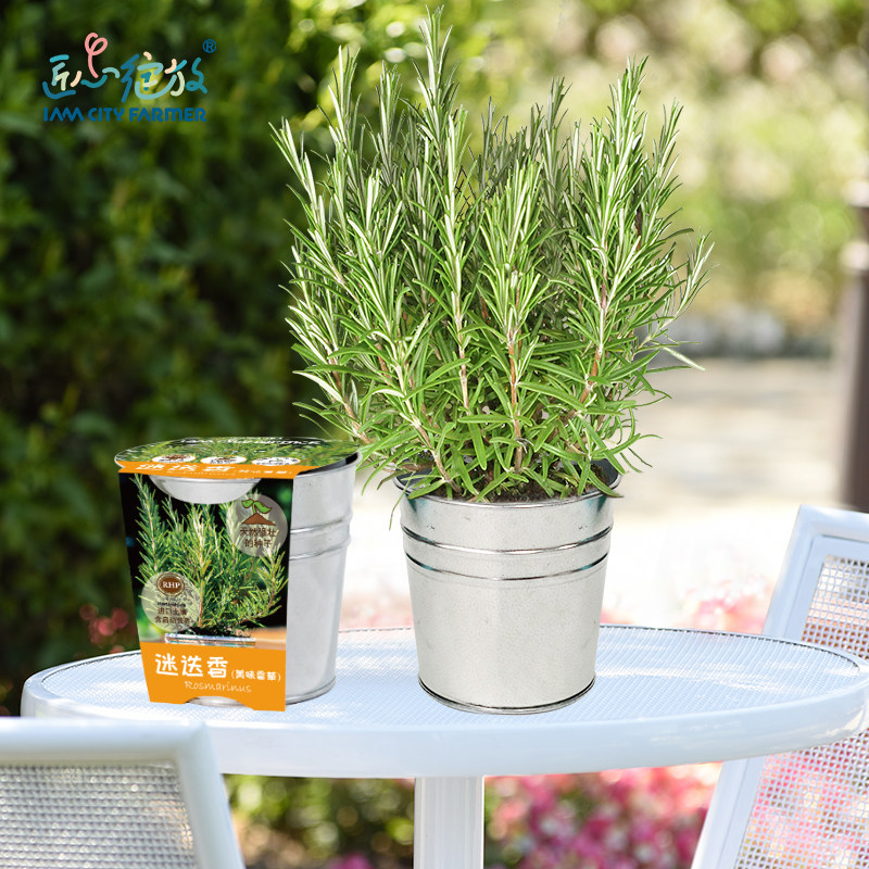 IAM园艺 迷迭香盆栽种子儿童幼儿园种植盆栽植物香草净化空气套装