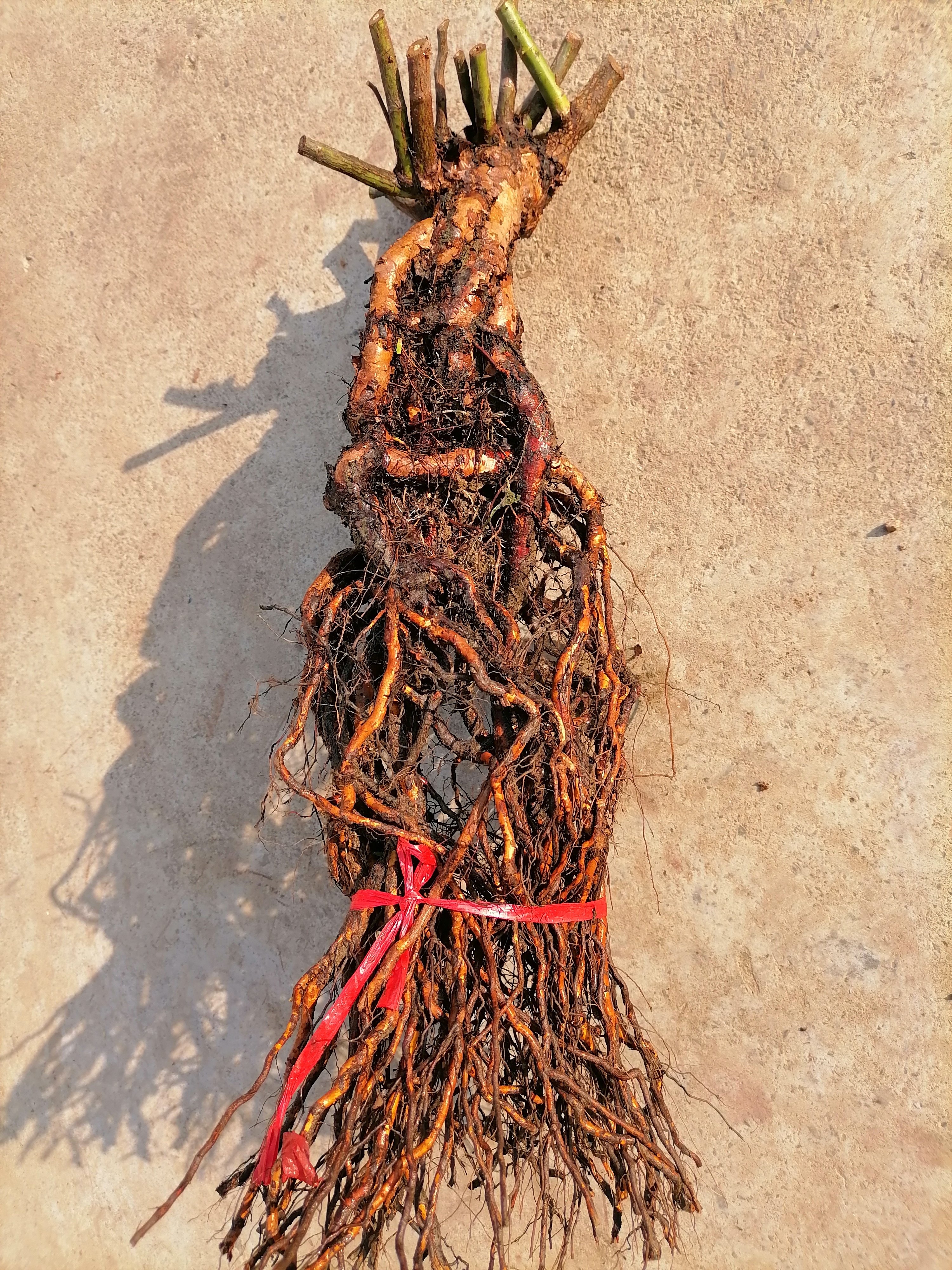 实生根无刺蔷薇月季嫁接砧木园艺种子繁殖实生蔷薇根盆景提根月季