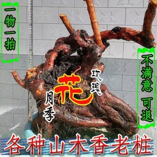 山木香老桩嫁接月季花玫瑰蔷薇花苗砧木庭院盆景树桩果汁躲藏月季