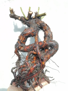 无刺蔷薇老桩矮霸矮款实生根无刺蔷薇月季嫁接砧木园艺种子繁殖