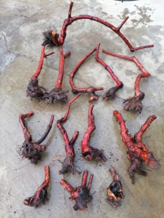 山木香老桩,嫁接月季花玫瑰蔷薇花苗砧木庭院盆景树桩盆栽老桩