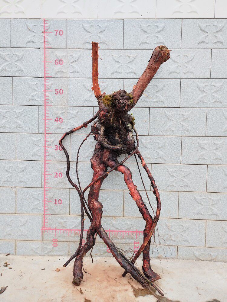 新品山木香老桩嫁接月季花玫瑰蔷薇花苗砧木庭院盆景树桩果汁躲藏