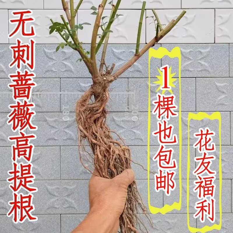 实生根无刺蔷薇月季嫁接砧木园艺种子繁殖实生蔷薇根盆景提根月季