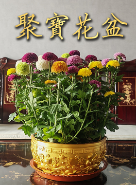 聚宝盆花盆养花摆件造景鱼缸茶艺茶水缸水盆