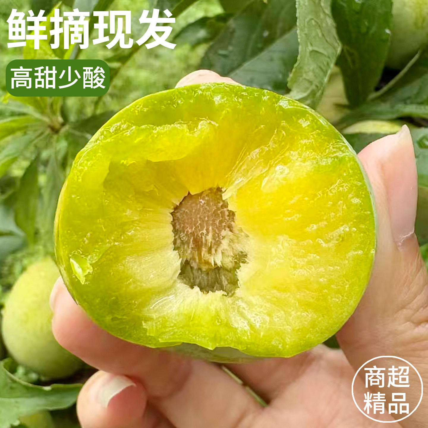 新鲜现摘四川脱骨李子脆爽多汁