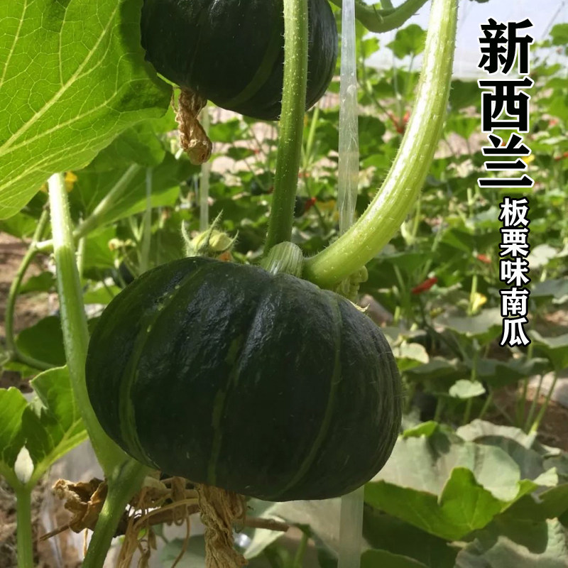 大果贝贝南瓜种子新西兰高产板栗家庭园艺种子