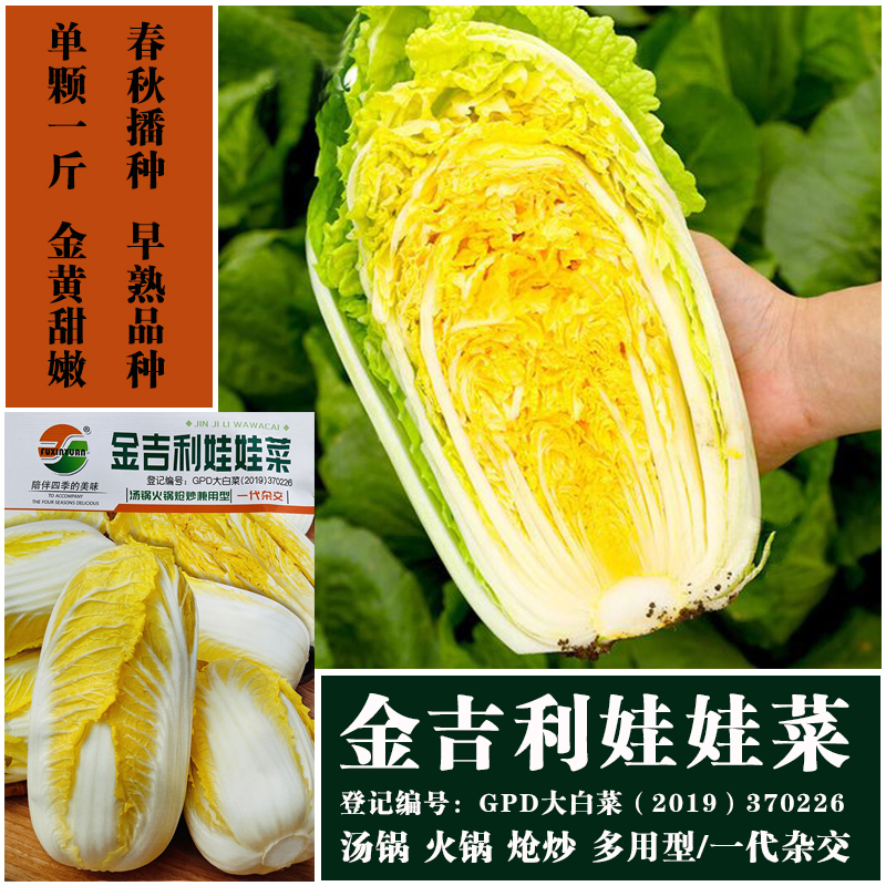 玲珑黄心娃娃菜种子四季小白菜籽高产农家蔬菜种子大全50天采摘