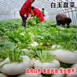 白玉盘菜种籽温州盘菜头可腌制高丽菜芥菜种子农家早秋蔬菜种孑