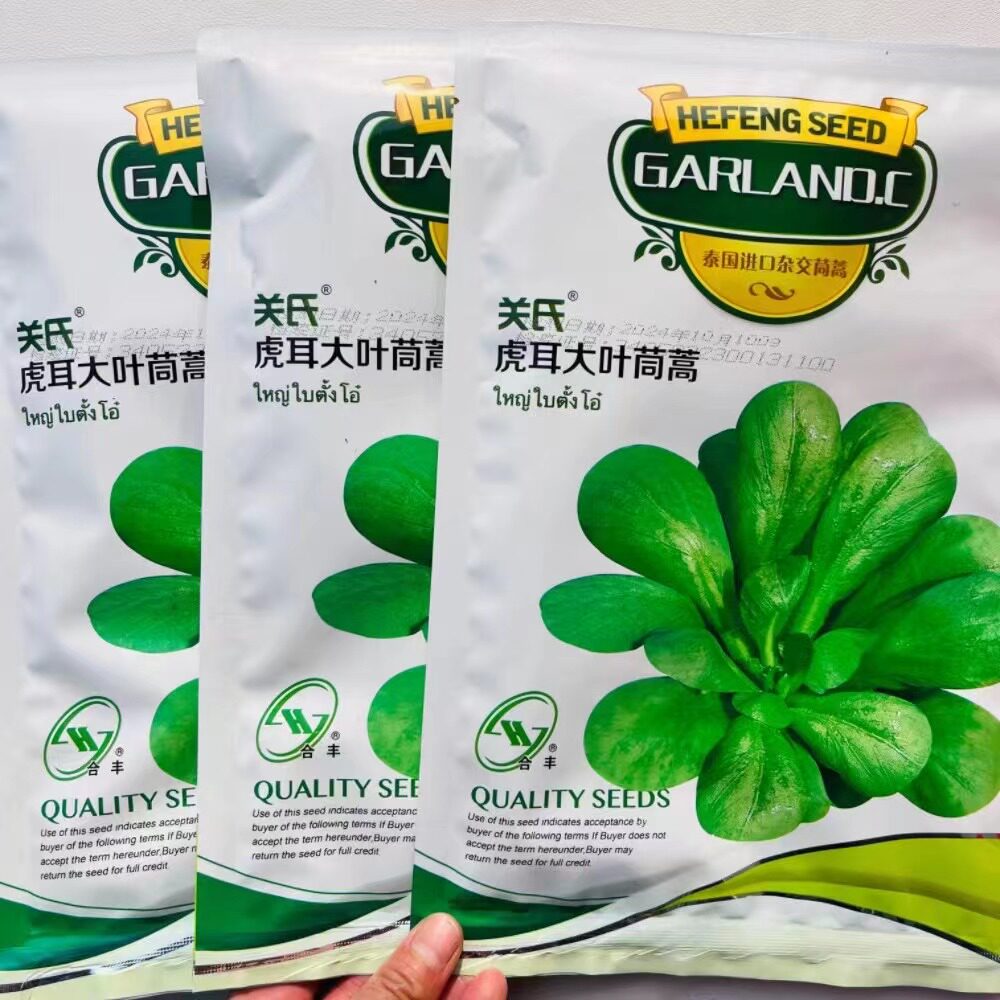 大叶茼蒿种子高产春季四季皇帝菜种孑耐热夏季秋季耐寒蔬菜种籽