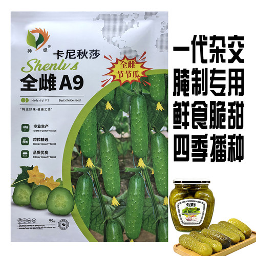 腌制用酸黄瓜种子籽早熟强雌口感甜脆节节有瓜高档俄罗斯黄瓜种籽