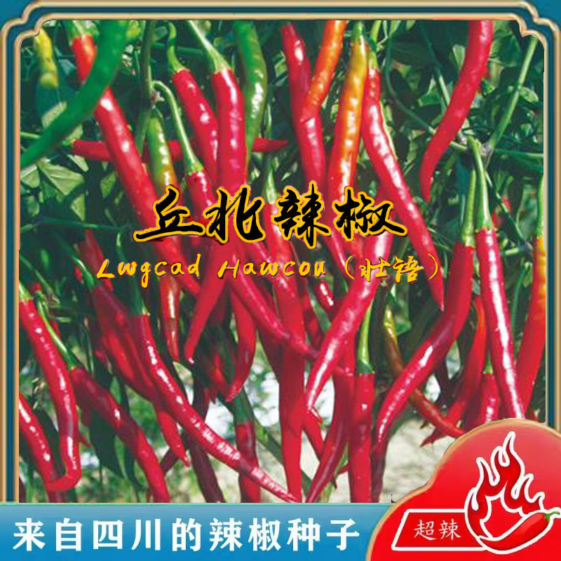 丘北辣椒种子辣味浓干鲜两用香辣型短线椒种籽大田基地蔬菜种孑子