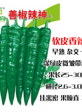 软皮麻面辣椒种子善椒辣神绿皮尖椒辣椒种子早熟抗病丰产味辣高产