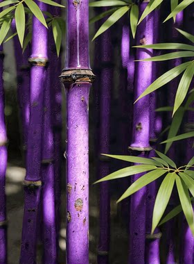 紫竹50种高端观赏竹子苗带土绿植物庭院别墅户外篱笆墨竹乌竹黑竹