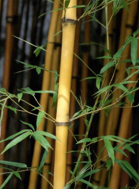 黄金厘竹子苗木带土秧发财树庭院门口大型旺宅聚财绿植物风水树苗