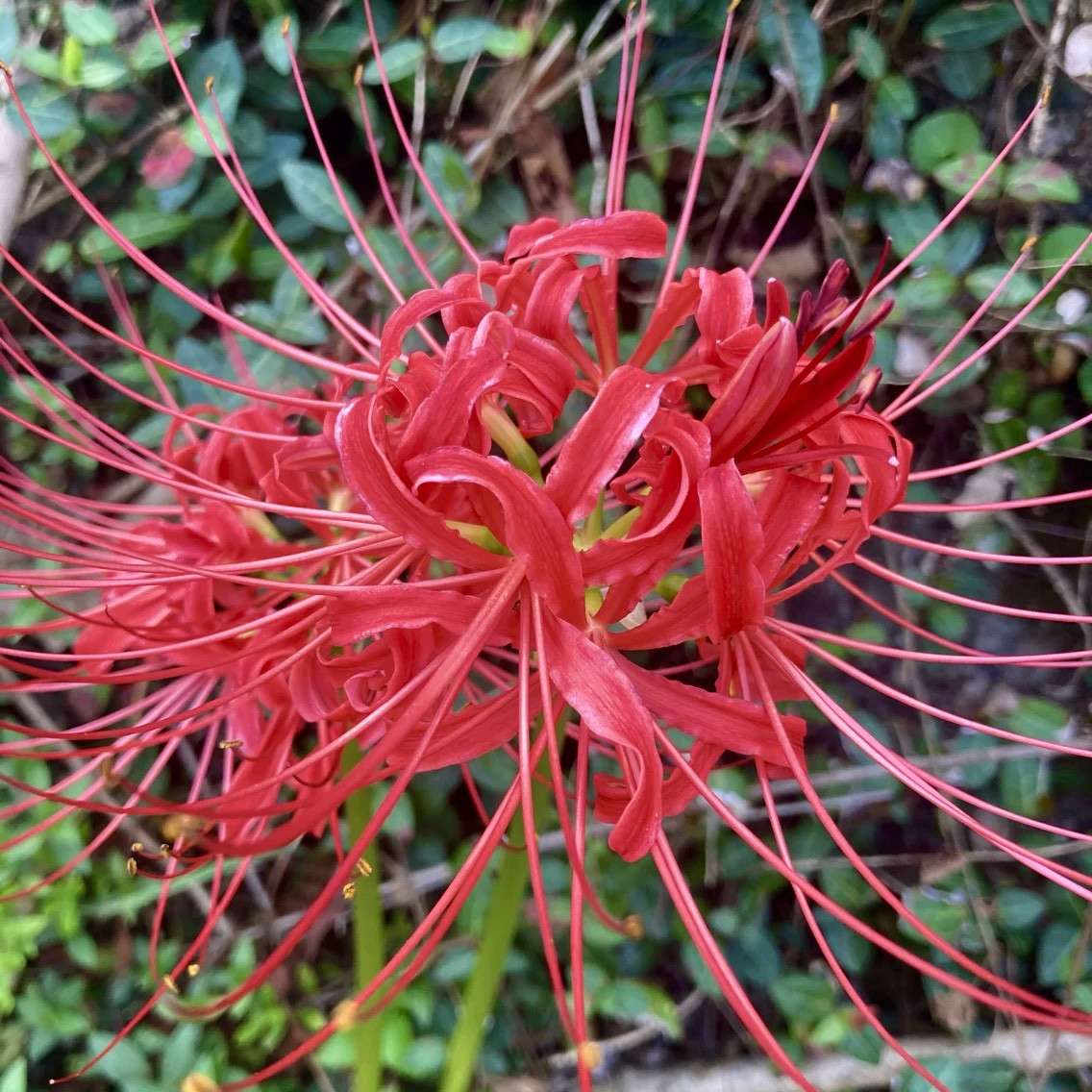 驱蛇药驱蟑螂花彼岸花盆栽绿植植物曼珠沙华灶鸡花两生花石蒜