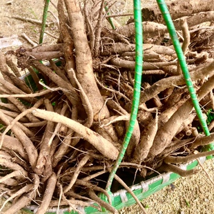 大蓟根刺儿菜叶新鲜煲汤炖排骨头鸡脚刺萝卜蚁姆虎蓟马刺蓟牛口刺