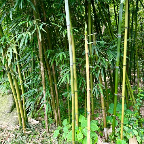 食用笋竹苗天目早竹早春出笋鲜嫩庭院地栽当年吃雷竹毛竹楠竹菜竹