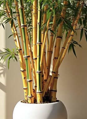 金条竹子落地茶室内大型绿植物成品组合盆栽客厅蓝庄发财树木美观