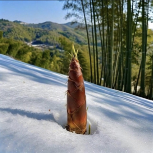 雷竹苗带土食用吃冬笋苗春笋大型甜菜竹北方耐寒庭院根雷竹笋苗子