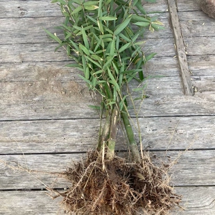 实心龙血金丝玉竹苗精品带枝叶红心高密天然高端文玩绿植名贵观赏