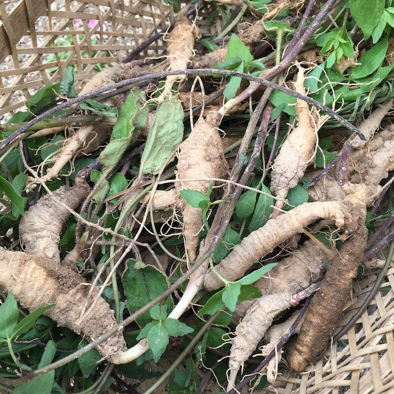 山海螺新鲜精品下奶白河车狗头参奶参羊乳根野菜蓝庄土党参四叶参