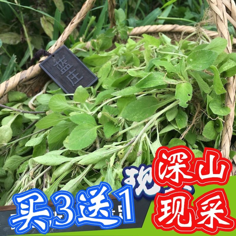 顺丰七星莲新鲜干品磨粉地白草银茶匙秋浓白抽脓白地黄瓜菜匍伏堇