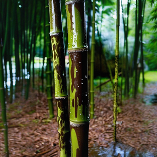 湘妃竹泪痕竹子苗大型落地盆栽绿植物名贵老桩盆景茶室室内外客厅