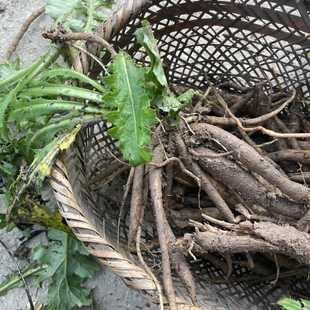 牛口刺根刺蓟叶鸡脚刺鸡母刺山牛蒡飞廉马刺根子煲鸡汤草药膳大蓟