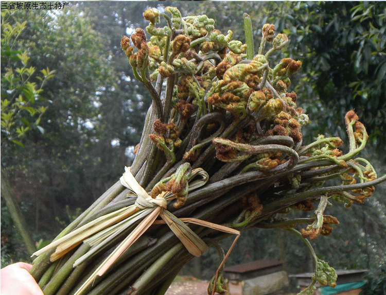 贵州特产深山野生野菜 新鲜蕨菜 绿色菜 养生菜现摘现卖3斤装包邮