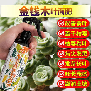 金钱木专用肥料盆栽多肉植物营养液叶面肥氮磷钾有机肥水溶化肥料