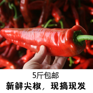 尖椒青椒红椒新鲜红辣椒蔬菜绿椒寿光农家种植5斤包邮剁椒酱专用