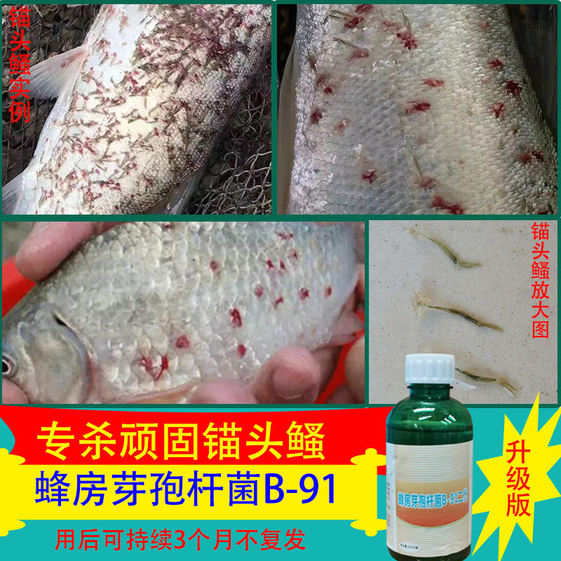 水产鱼药 专杀锚头鳋杀手2 代锚头鳋克星 蜂房芽孢杆菌b-91中华鳋