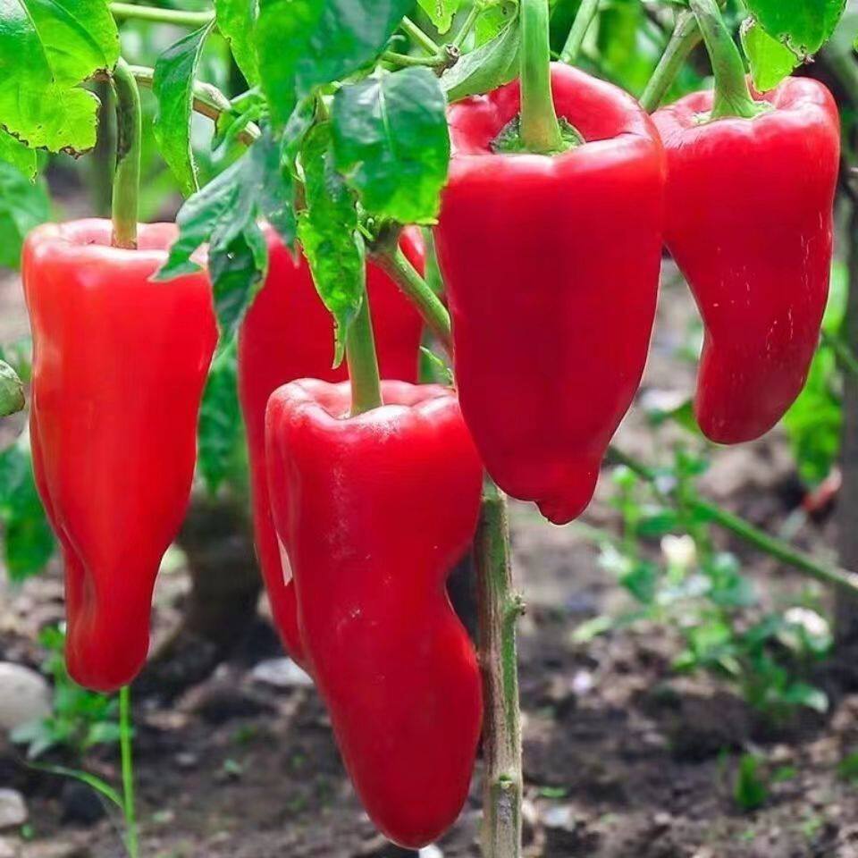 新鲜红泡椒大红尖椒辣椒灯笼椒剁椒农家自种辣椒酱应季蔬菜小米辣