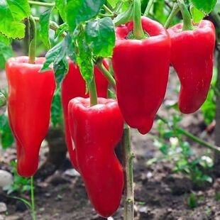 新鲜红泡椒大红尖椒辣椒灯笼椒剁椒农家自种辣椒酱应季蔬菜小米辣