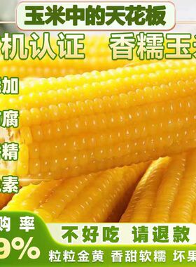 【博斯糯九玉米】高品质玉米正宗东北玉米黄玉米粘玉米早餐玉米10
