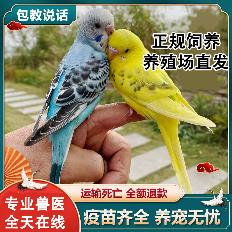 鹦鹉活鸟活物家养宠物小鸟云斑鹦鹉中小型会说话手养虎皮鹦鹉包活,宠物/宠物食品及用品,鸟,淘宝优惠券,粉丝福利购,淘宝优惠卷