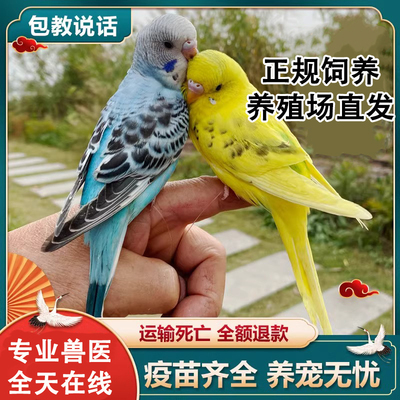 鹦鹉活鸟活物家养宠物小鸟云斑鹦鹉中小型会说话手养虎皮鹦鹉包活