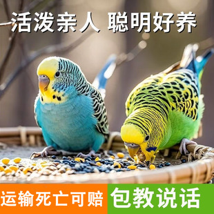 包活到家虎皮鹦鹉便宜幼仔包教说话可繁殖超粘人鸟笼子健康活泼